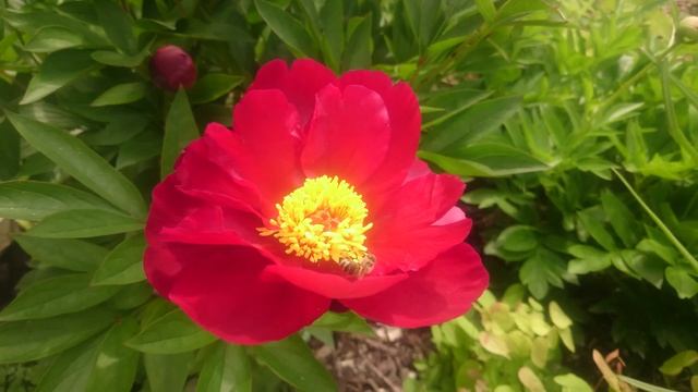 Paeonia Burnished Bronze смотреть онлайн