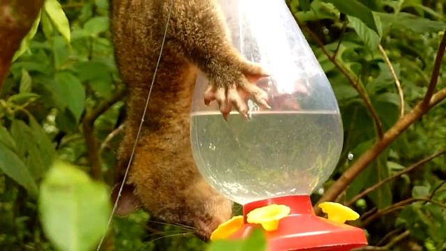 olingo steals some sweet nectar смотреть онлайн
