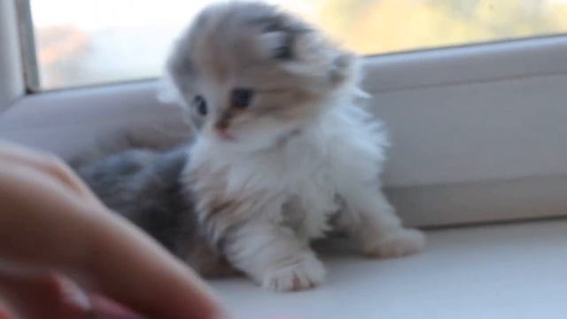 Халва 1 мес смотреть онлайн