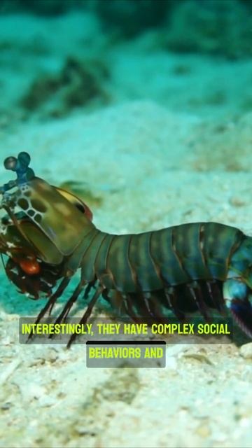Unveiling the Mantis Shrimp 🦞🌈 смотреть онлайн