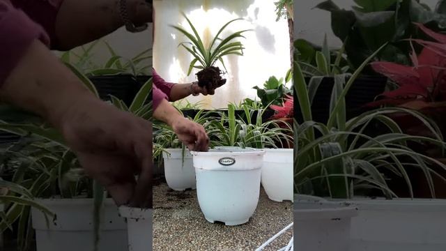 Zebra spider plant смотреть онлайн