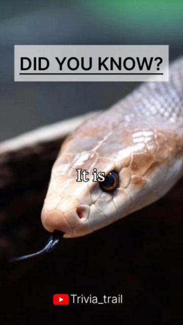 World's deadliest snake 🐍 | Did you know? #snake #inlandtaipan смотреть онлайн