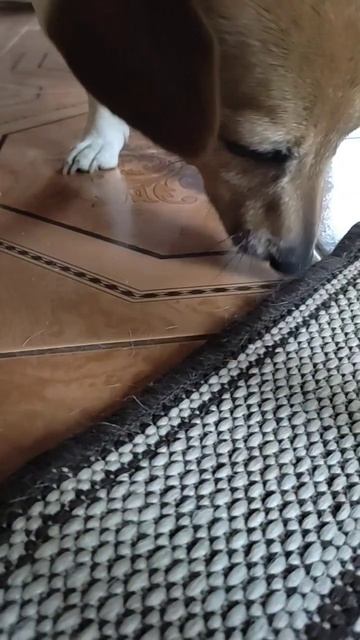 Пылесосы #jackrussellmoments #джекрасселтерьер #джекрассел смотреть онлайн