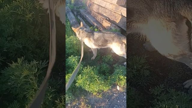 Сара уехала домой из приюта будь счастлива в новой семье смотреть онлайн