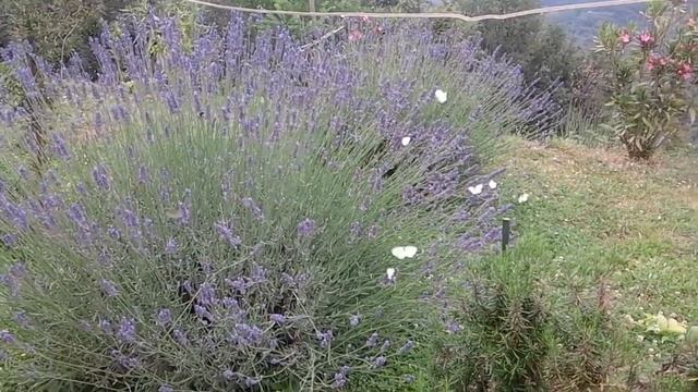 Farfalle che danzano tra le lavande смотреть онлайн