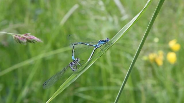 Dragonfly breeding смотреть онлайн