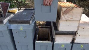 развитие отводков в шестирамочных ульях. выбраковка малодых маток.