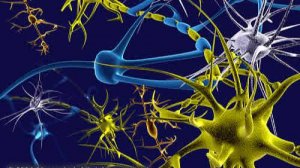 Физиология_1 лекция_Стомат_рус