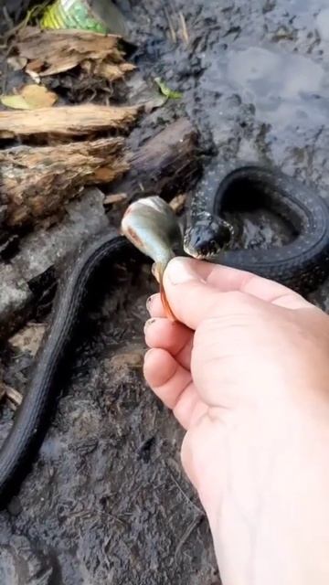 САМАЯ УМНАЯ ЗМЕЯ НА ПЛАНЕТЕ! смотреть онлайн