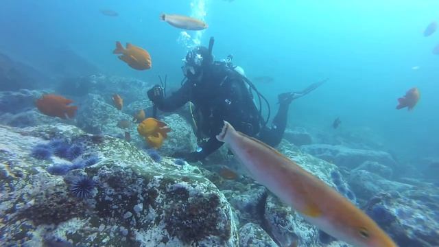 Bucket List Diving: Underwater Naturalist Dive 2 смотреть онлайн