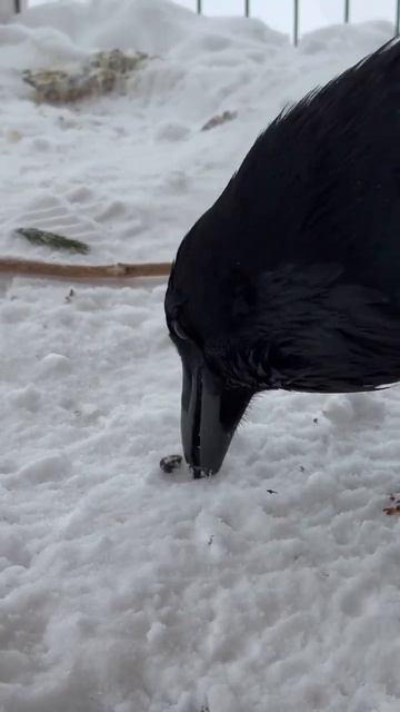 Шишка и Гоша #воронгоша #raven #animal #crow #aboutbirds #birdtraining смотреть онлайн