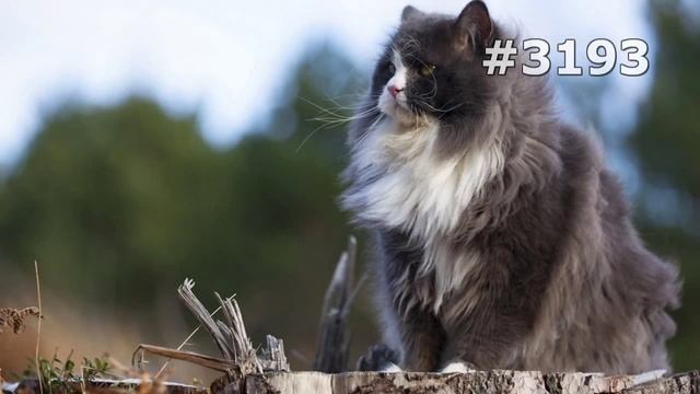 #3193. Коты (В мире животных) смотреть онлайн