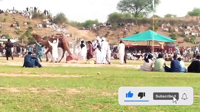 Camel weight lifting in Pakistan domeli jhelum World record 36 man,20sar смотреть онлайн