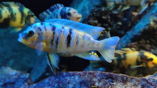 Metriaclima Zebra Gome Rock F1 Male смотреть онлайн