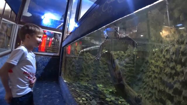 Настя и Океанариум !!!