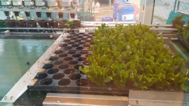 посадочная машина, potting machine смотреть онлайн