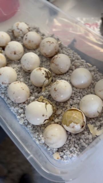 Golden Nuggets Are Hatching! #shortvideo #tortoise #babyreptile #viral #babytortoise смотреть онлайн