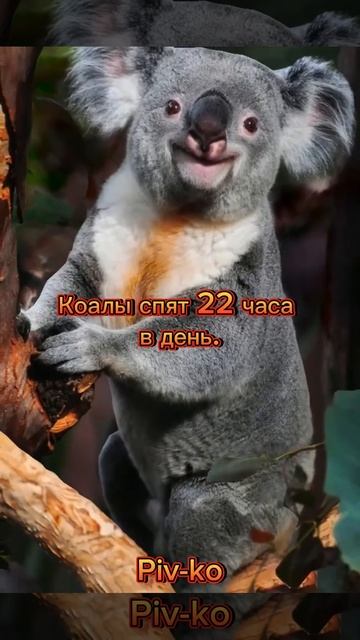 Коалы смотреть онлайн