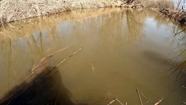 Закинул ПОПЛАВОК за КОЧКУ и ПОНЕСЛОСЬ! Они быстро топят поплавок. Открытие сезона ЛОВЛИ на ПОПЛАВОК! смотреть онлайн
