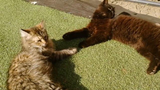 Кошачья любовь. смотреть онлайн
