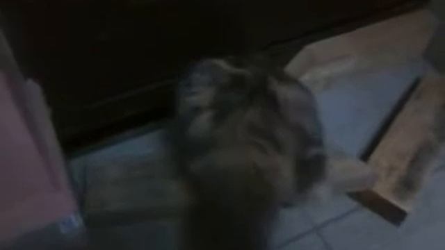 Кошка пошла гулять))) смотреть онлайн