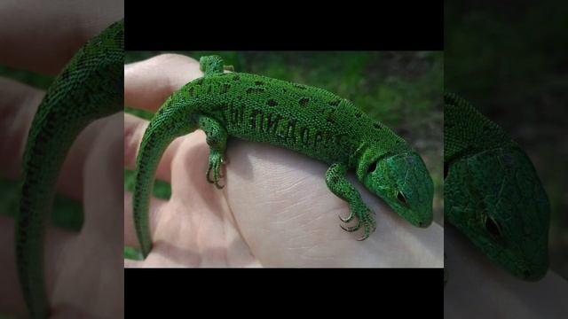 нарезка моих фот с ящерицами смотреть онлайн