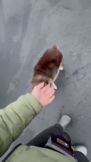 Это не правильно, хозяин!😂

#животные #юмор