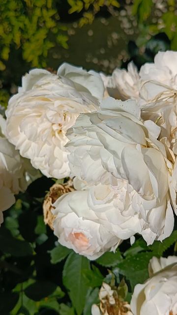 Роза "Стефани Баронин цу Гуттенберг" смотреть онлайн