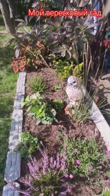 Мой вересковый сад.