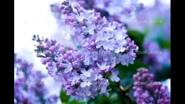 I.Santor - Idzie Milosc. смотреть онлайн