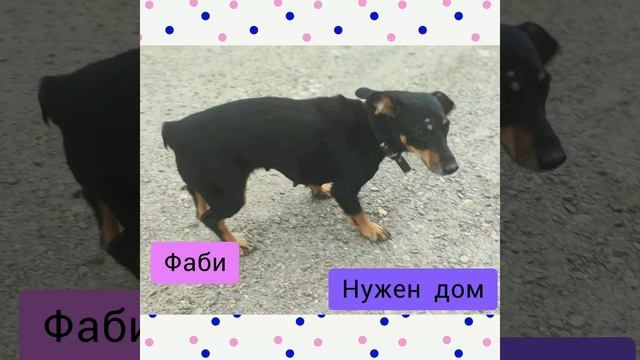 Фаби смышленая около 2-х лет. Так хочется, чтобы нашел ее добрый любящий человек. смотреть онлайн