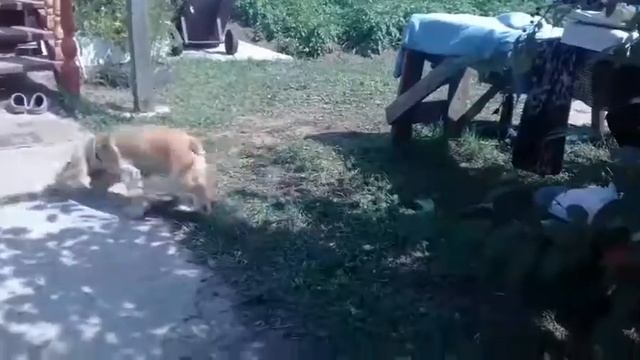 ВЛОГ ЕДИМ К БАБУШКЕ // ОТКРЫВАЕМ НОУДБУК смотреть онлайн