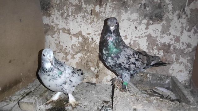 ГОЛУБЯТА ПОСЛЕ МОРОЗОВ смотреть онлайн