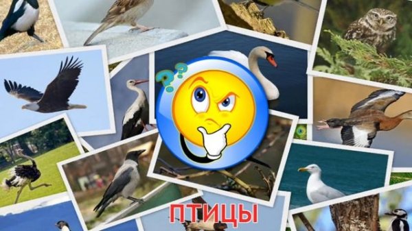 Карточки Домана Часть 4 Птицы!