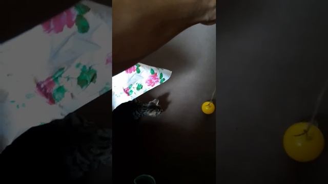 Кошка играет мячом. смотреть онлайн