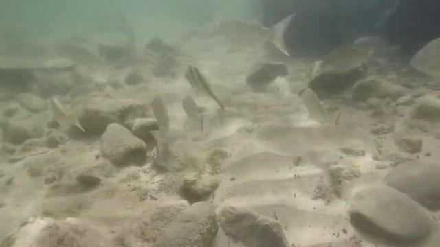 Wobbegong Shark take2 смотреть онлайн