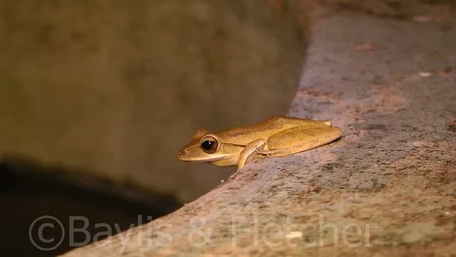 Four-lined tree frog, Kedah, Malaysia. 20140624_213438.m2ts смотреть онлайн