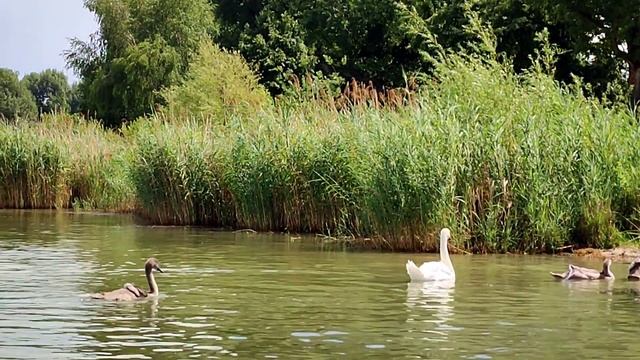 ОЙ ЛЮБОВ МОЯ ДИКА ГОРЛИЦЯ!🌿 ВЕНА ALTE DONAU ИЮЛЬ 2022 VIENNA AUSTRIA TODAY смотреть онлайн