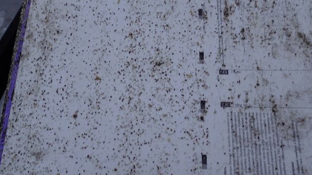 ЭТО ПРОСТО УЖАС.....результат обработки пчел от клеща ,щавелевой кислотой , в ноябре месяце смотреть онлайн