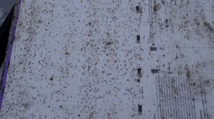 ЭТО ПРОСТО УЖАС.....результат обработки пчел от клеща ,щавелевой кислотой , в ноябре месяце