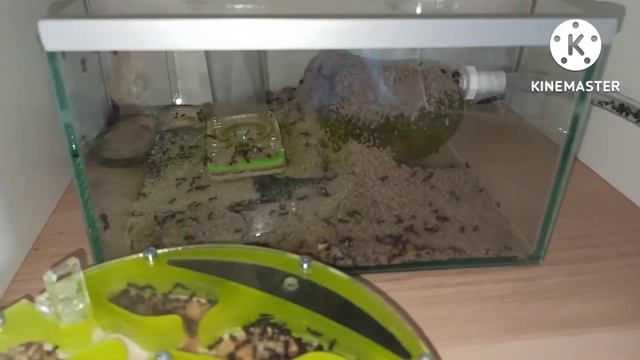 Les Messor (Capitatus/barbarus/barbarus 3reines 🥰)