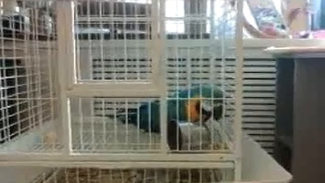 Свободу Попугаям смотреть онлайн