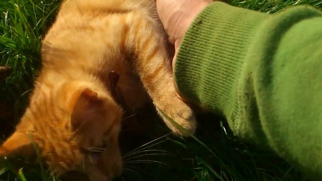 Evil Cat смотреть онлайн