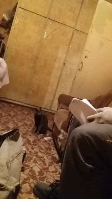 Человек кот смотреть онлайн