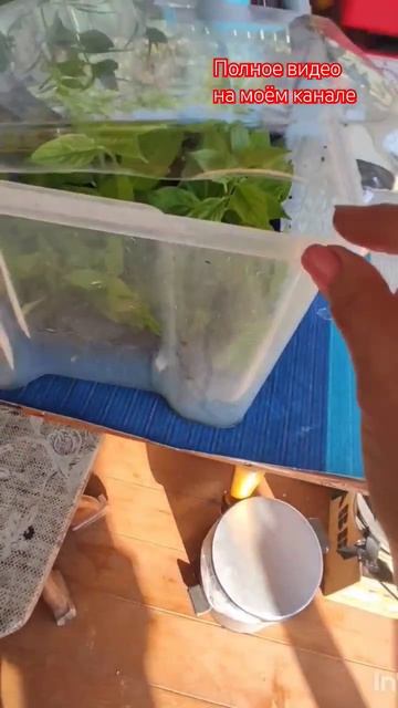 Адаптация черенков гортензий перед пересадкой в Р9.