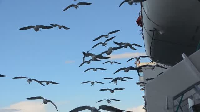 "Принцесса Мария". Балтийские чайки и встречный паром смотреть онлайн