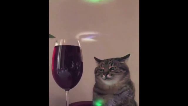 ARCTIC CHONK - BIRTHDEI BOI смотреть онлайн