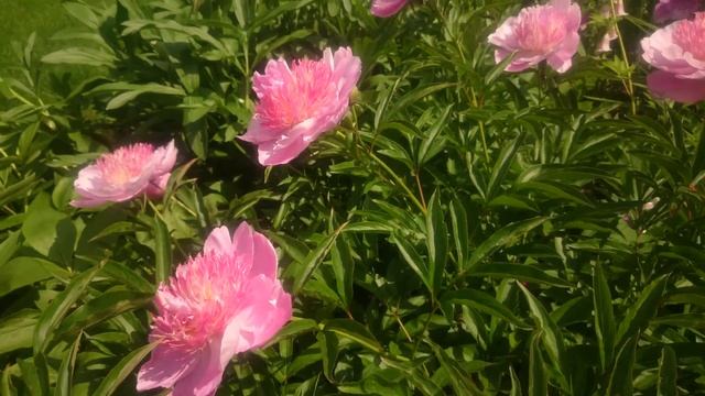 Paeonia Жемчужная Россыпь смотреть онлайн