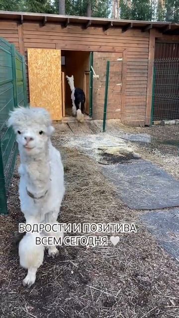 Курорт ОХТА ПАРК, Санкт-Петербург, Токсово. Лама, альпака 🦙 #animals #санктпетербург смотреть онлайн