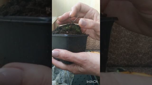 Гортензия Neon Moon- новинка 2023 года.Покупка через Wildberries